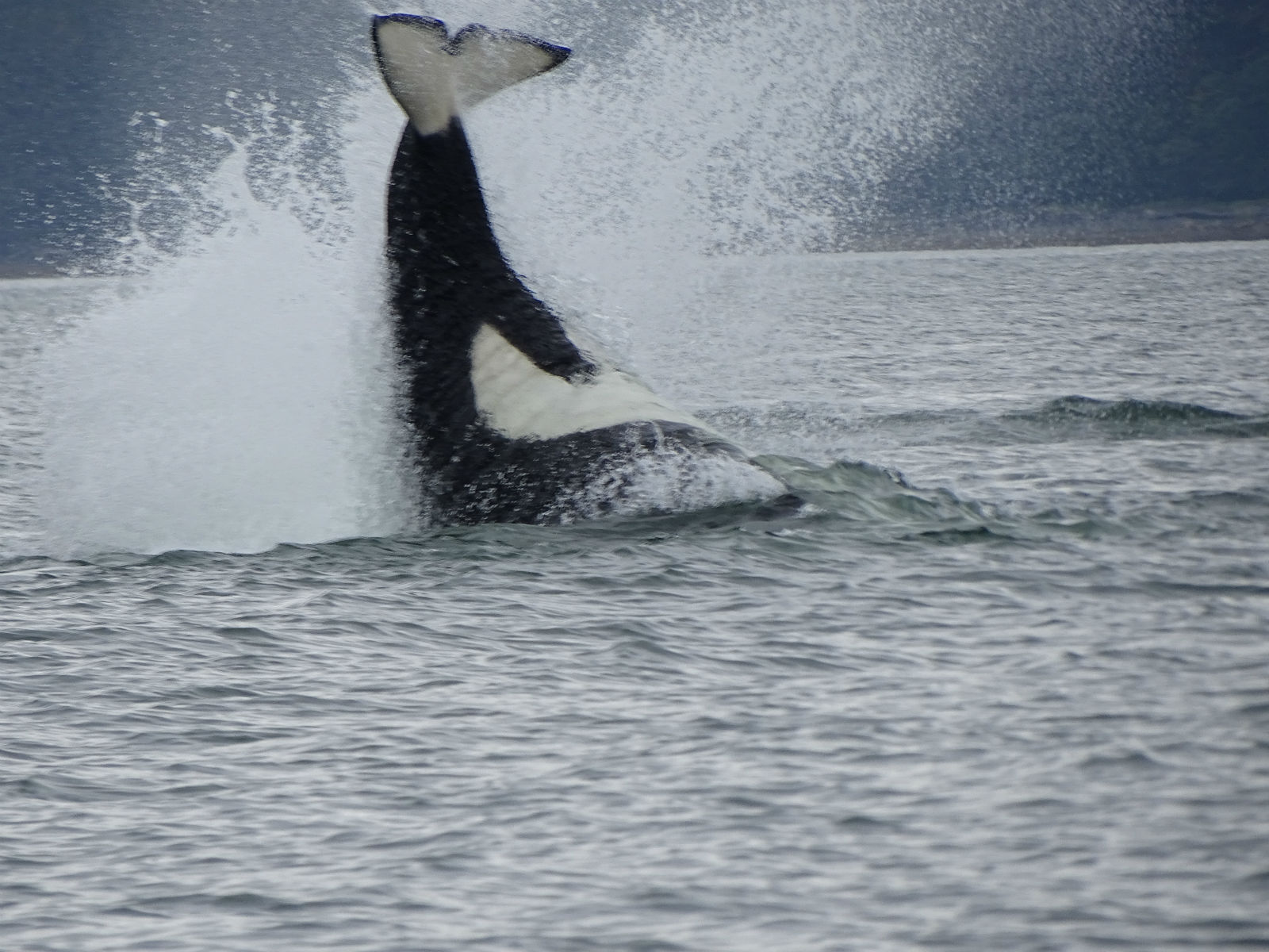 Orca Free in the Wild