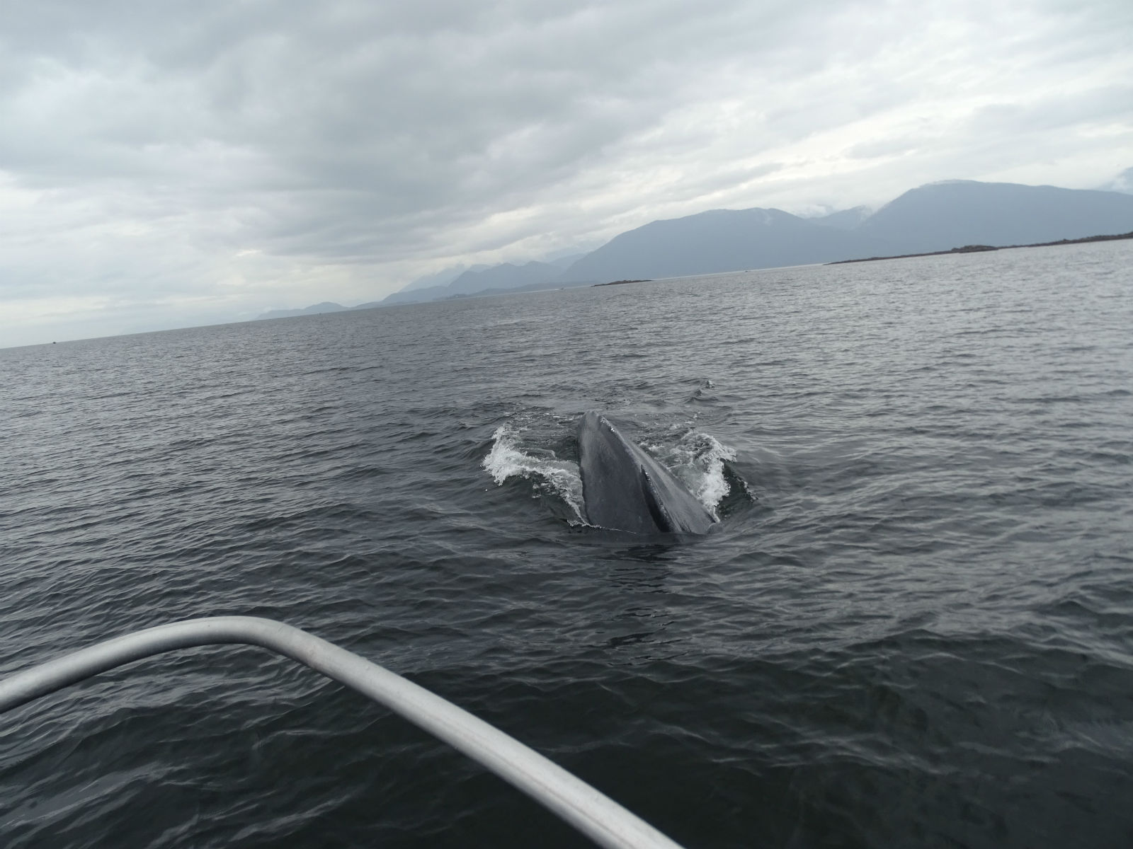 Humpback Whale in front of our Boat